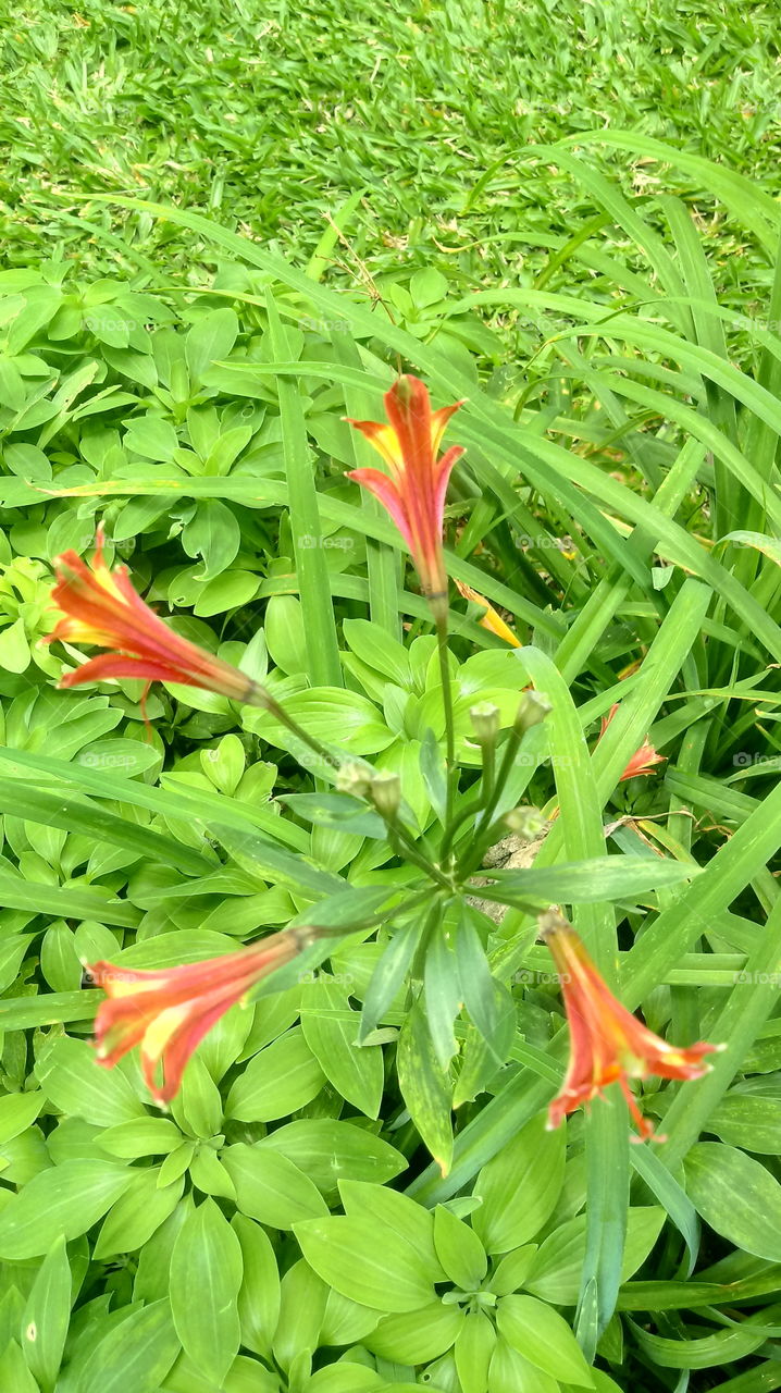 ENVIRONMENT BOTANIC PLANT FLOWER
