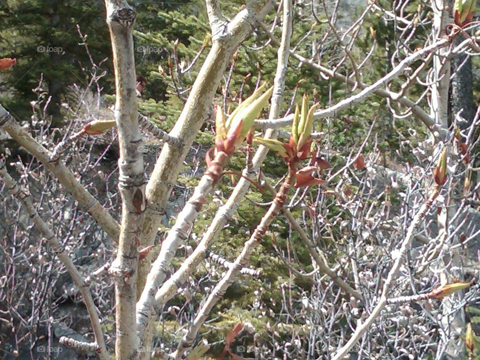 buds on the trees in the spring