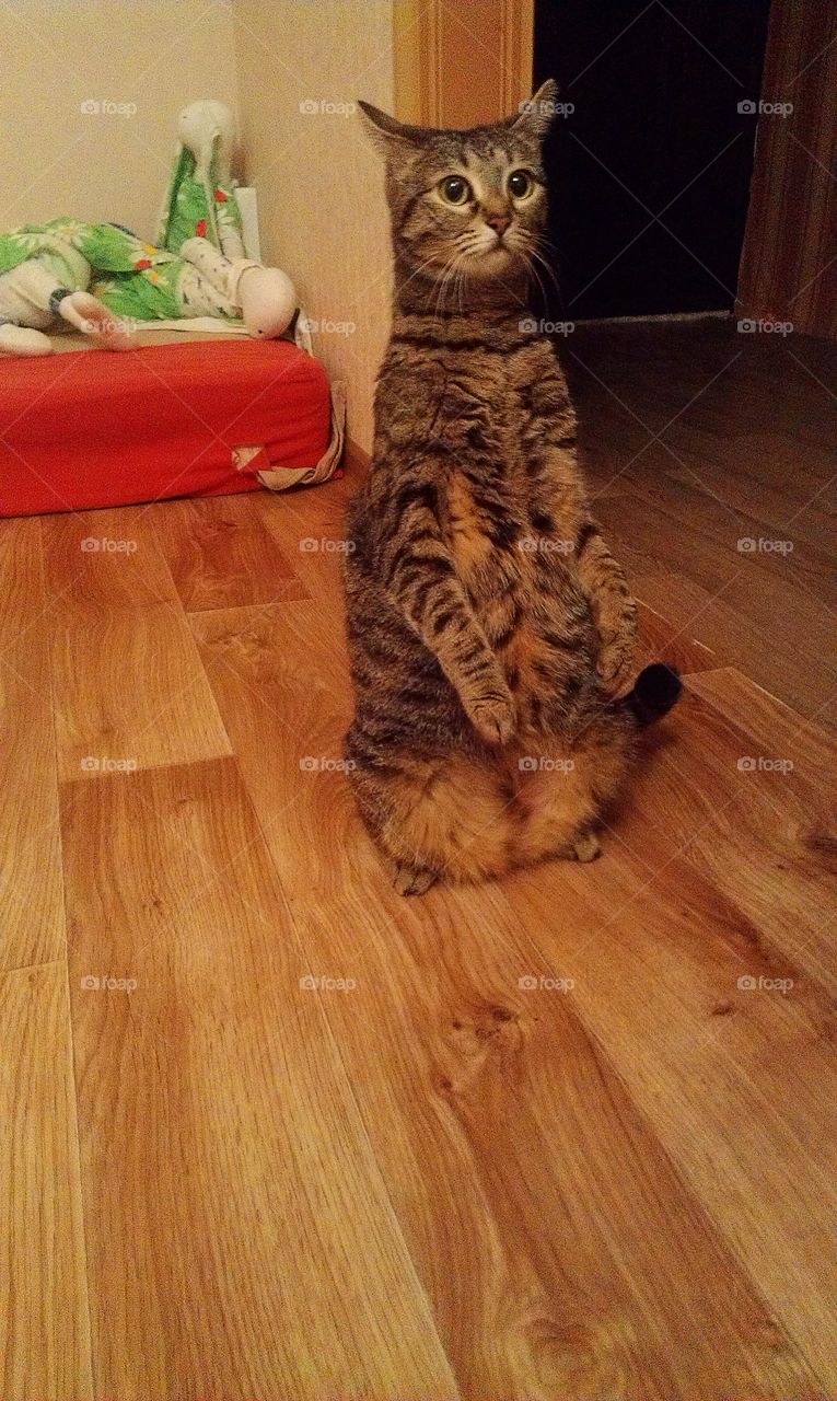 The cat sits on its hind legs.  Mobile photo.