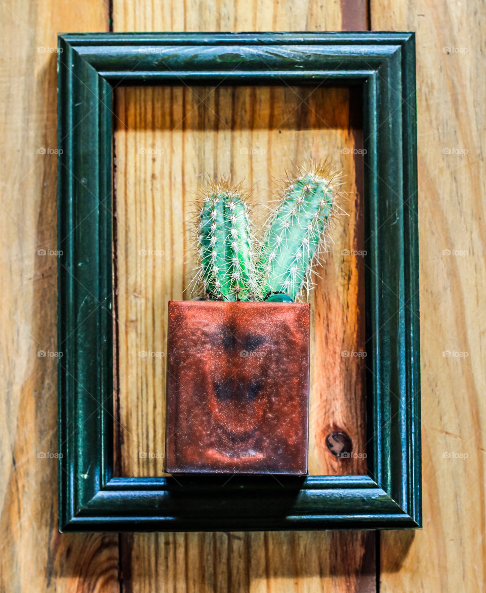 A portrait of cactus, as a flat lay on a wooden background, surrounded by a wood picture frame