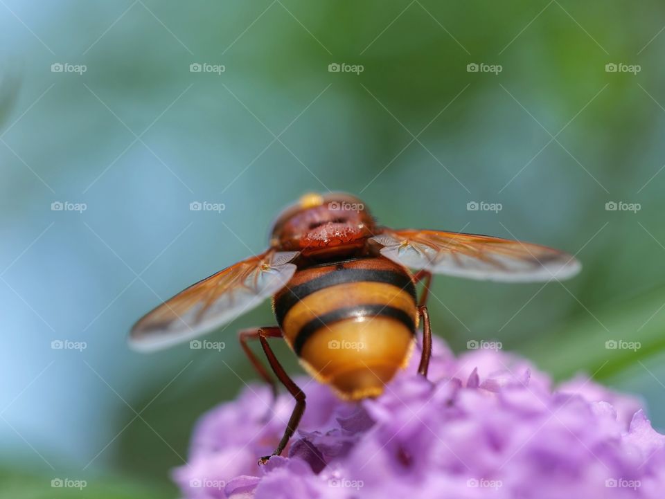 Rear view of hornet mimic hoverfly