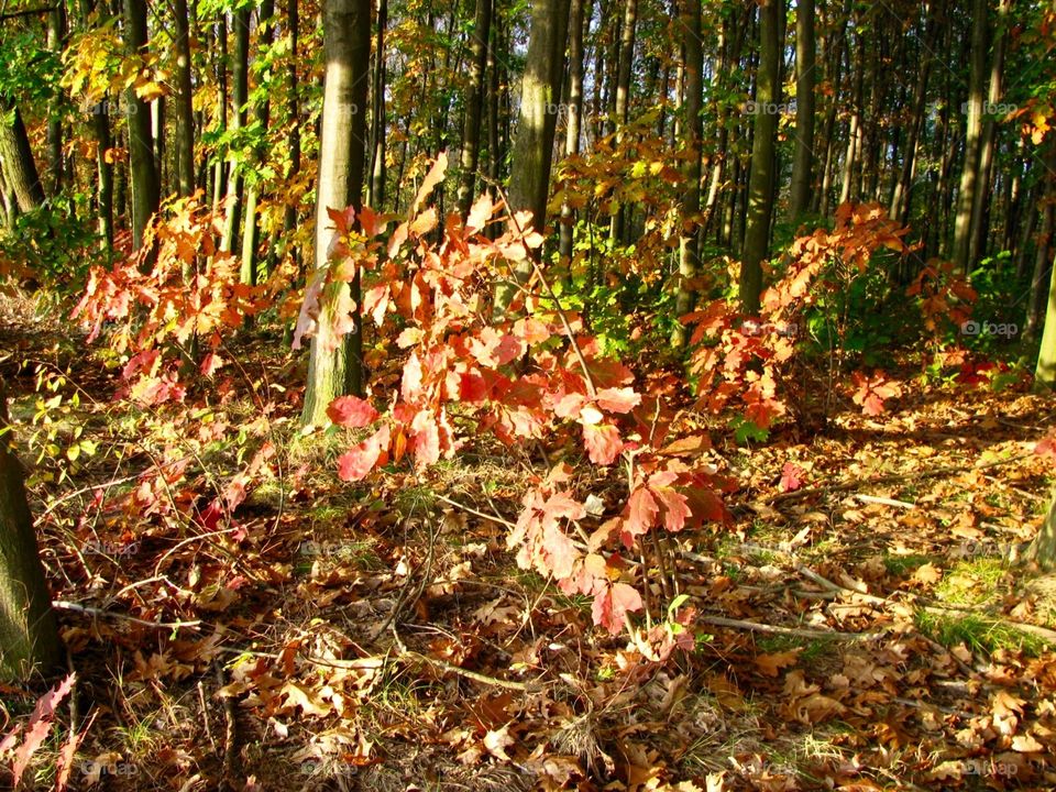 Autumn in the forest