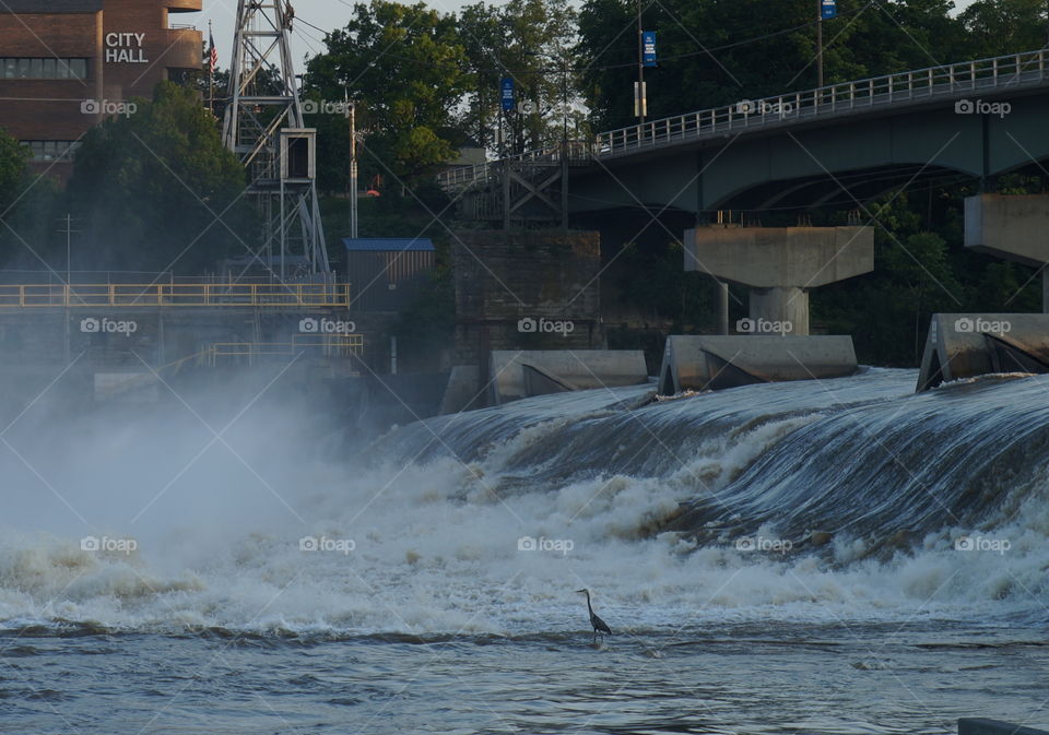 Rushing water and bird. A bird stands in crazy water outside a dam on the Kansas river 