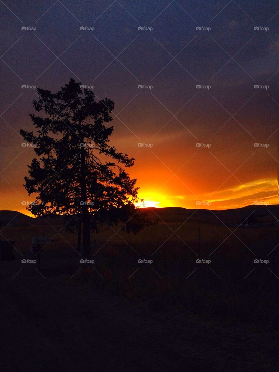 Tree silhouette in the sunrise
