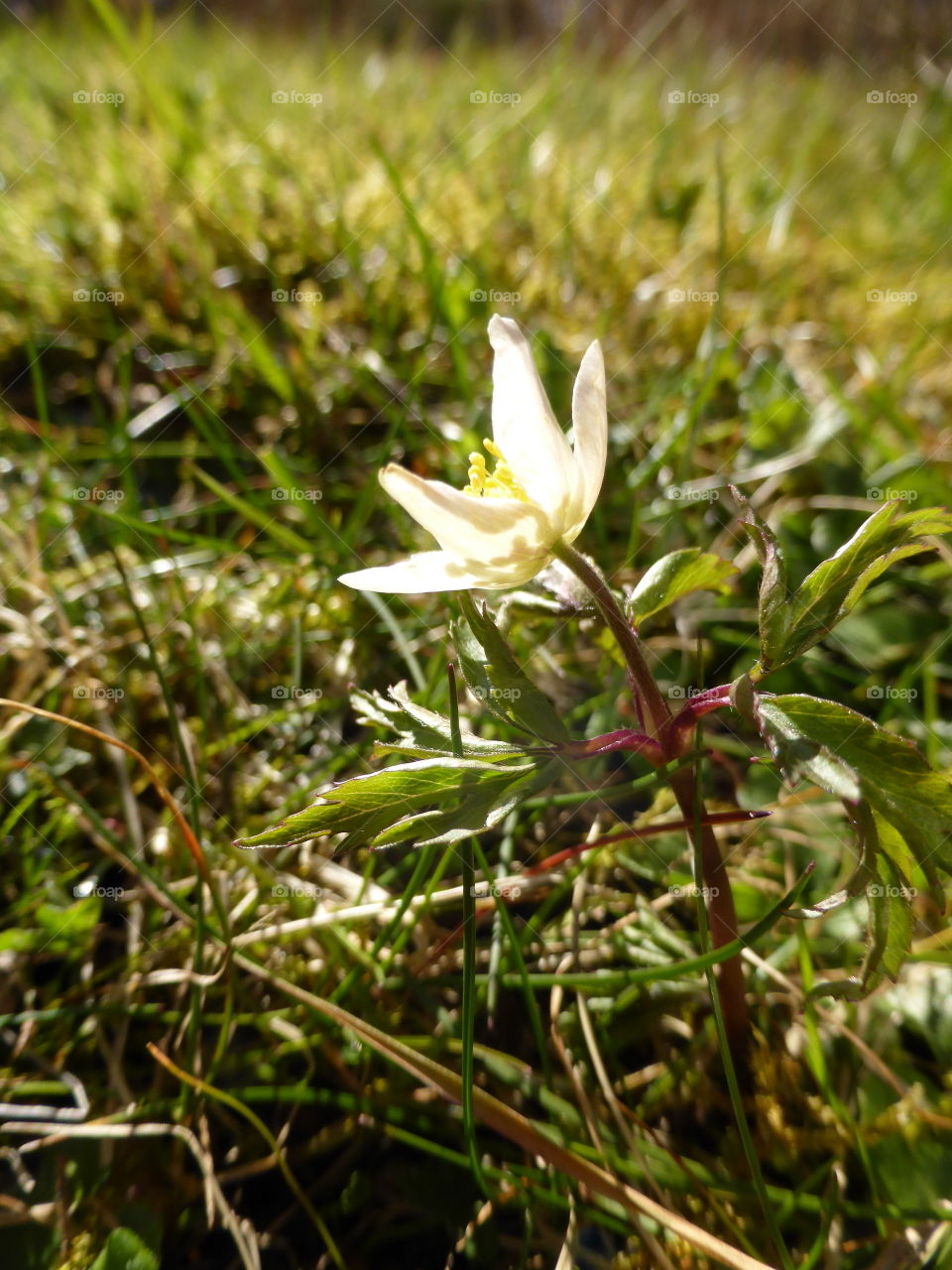 One anemone lookin up to the sun 