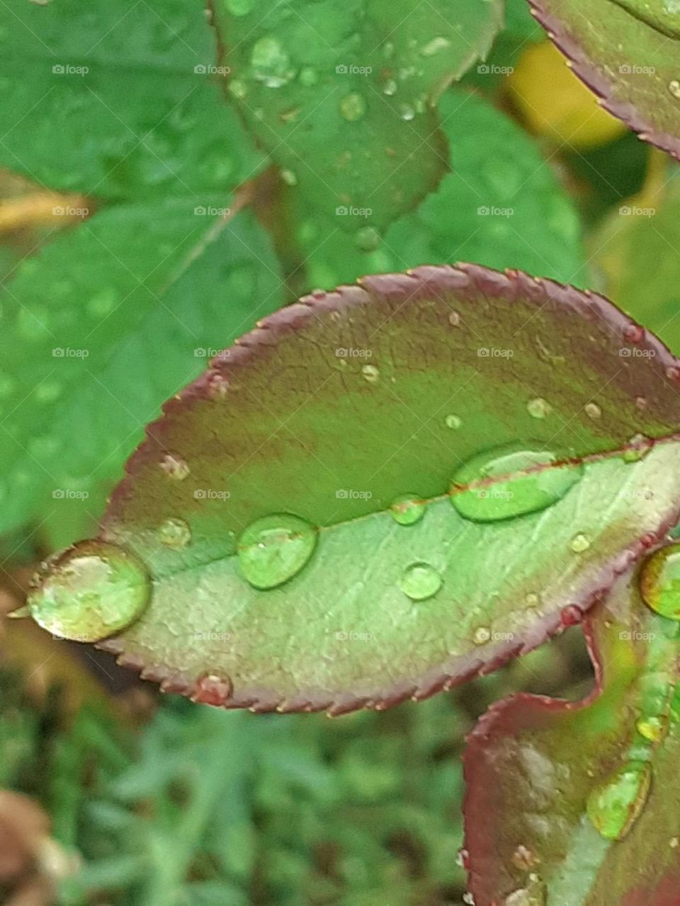 gotas en hojas verdes