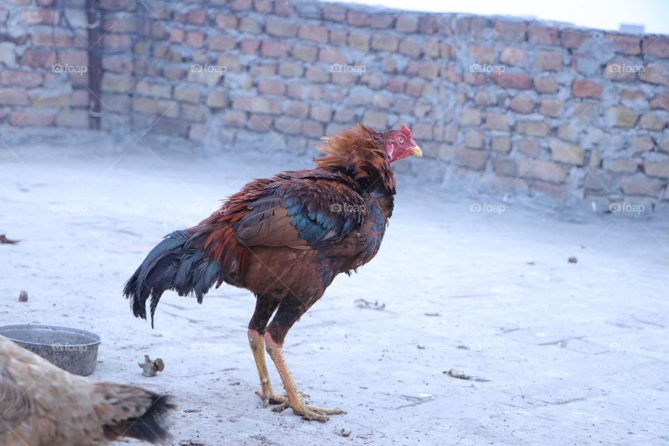 my rooster in winter morning