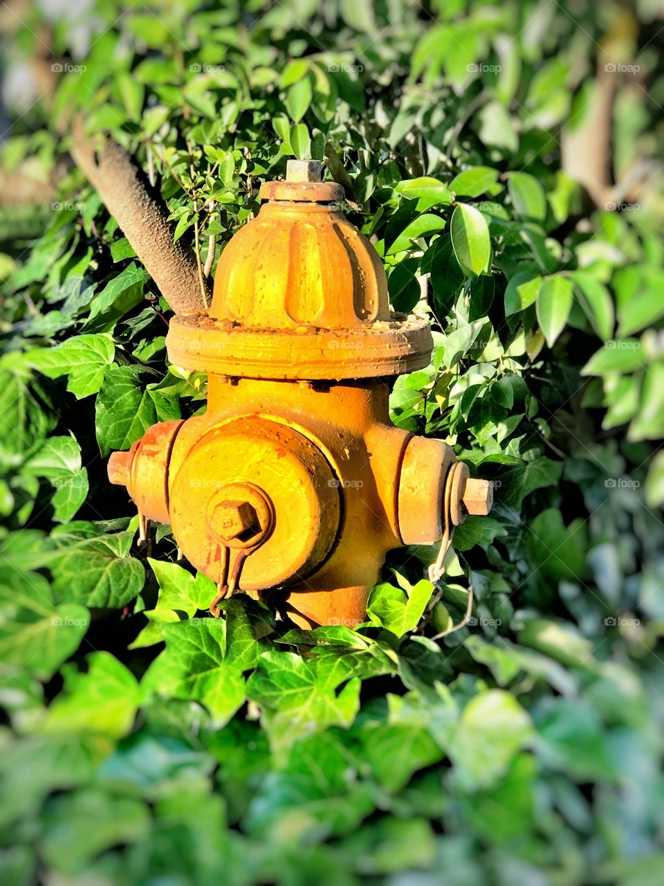 Yellow hydrant surrounded by vegetation