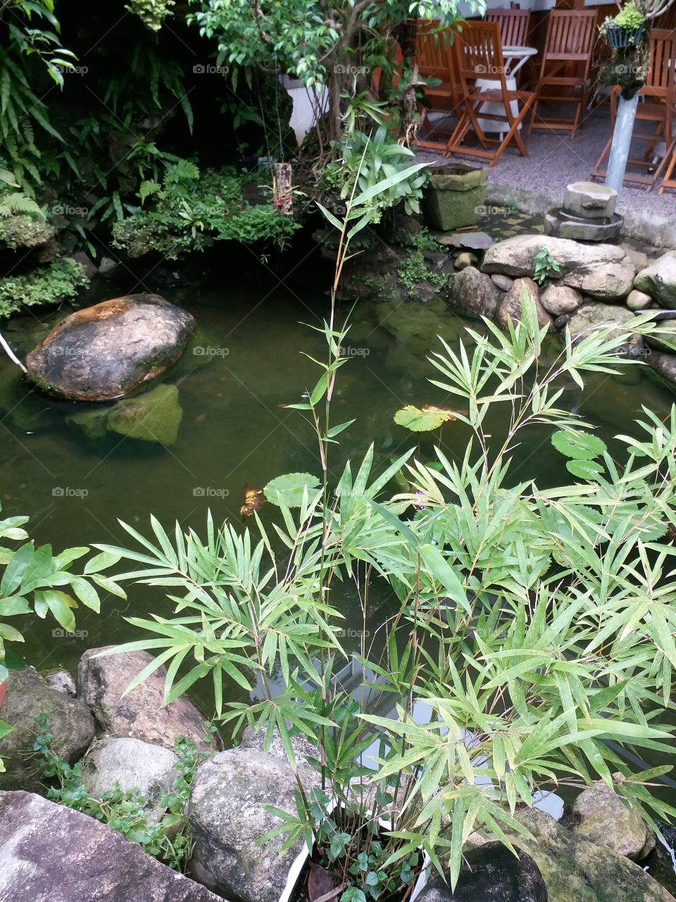 artificial pond in cafe