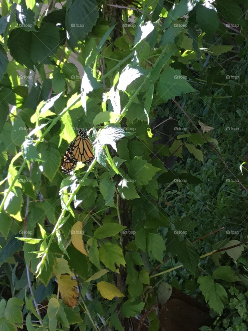Monarch on raspberry plant
