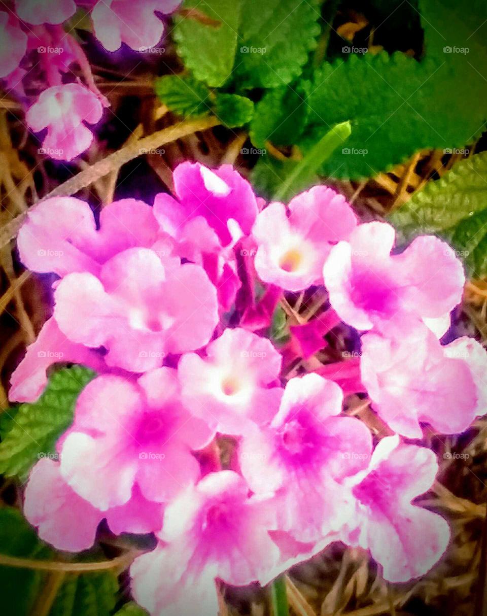 Close-up Wild Flowers