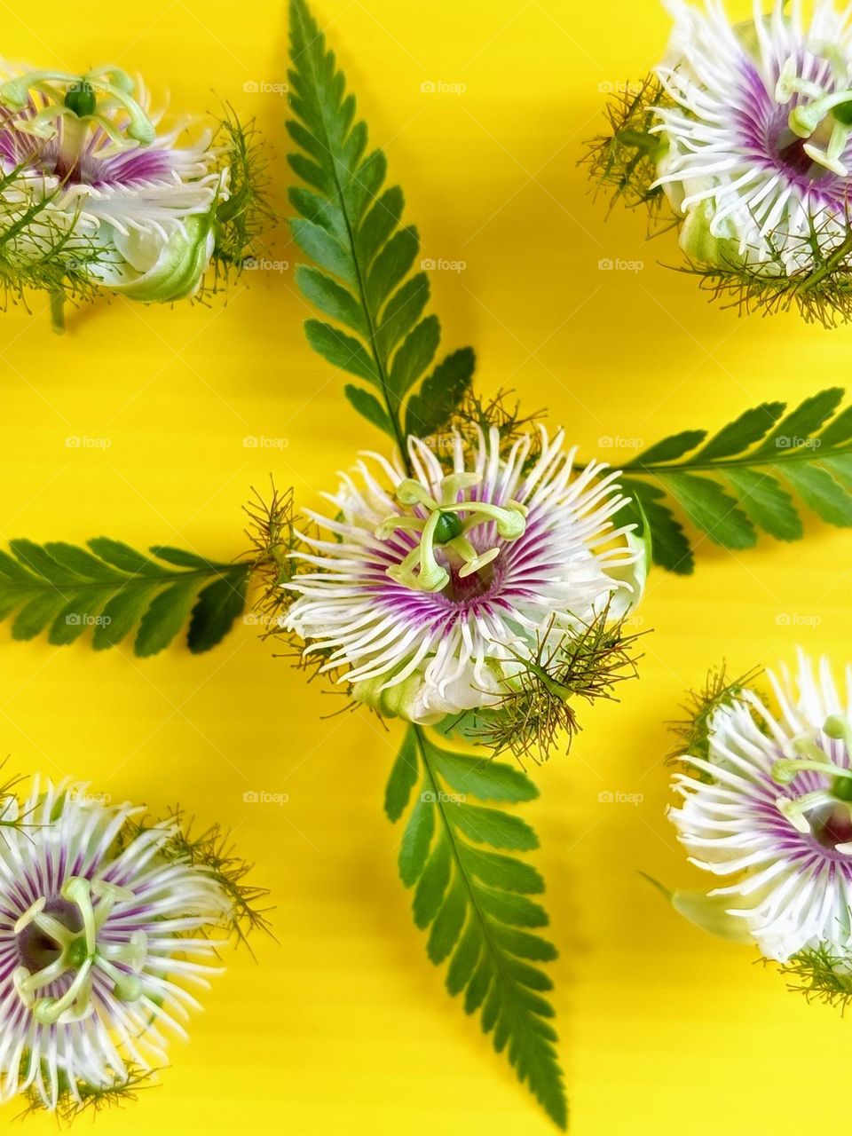 stinking Passion flowers and fern leaves 
on yellow background.
