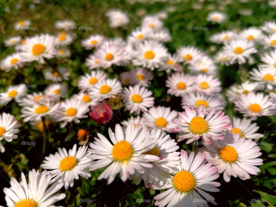 Daisies