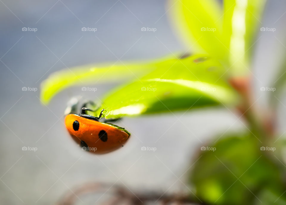 Ladybug