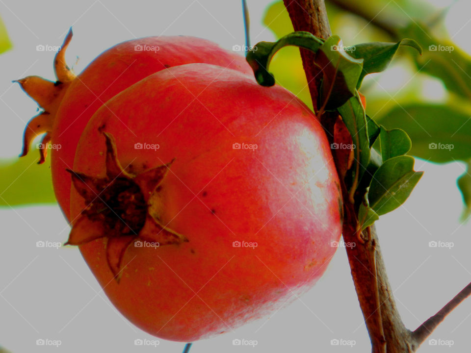 Exotic Fruits brimming with freshness and flavor. Fruit so ripe, it burst with juice when you bite into it. Eat it for the taste, love it for the nutrition!