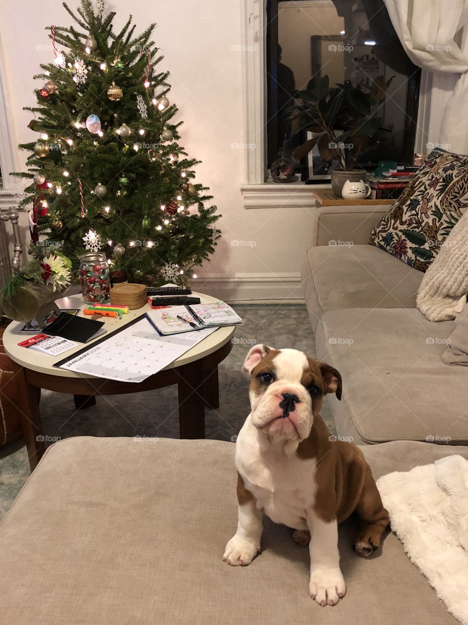 Merry Christmas Tiny Puppy!