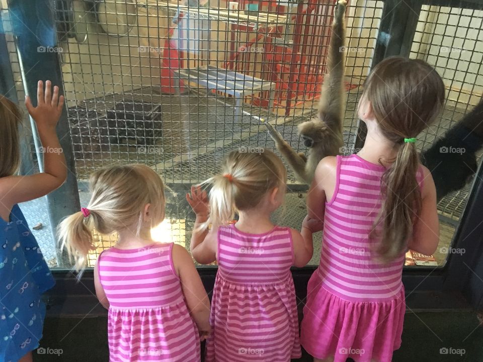 Sisters at the zoo looking at monkeys. 