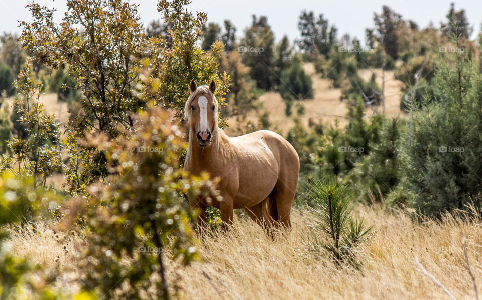 Palomino