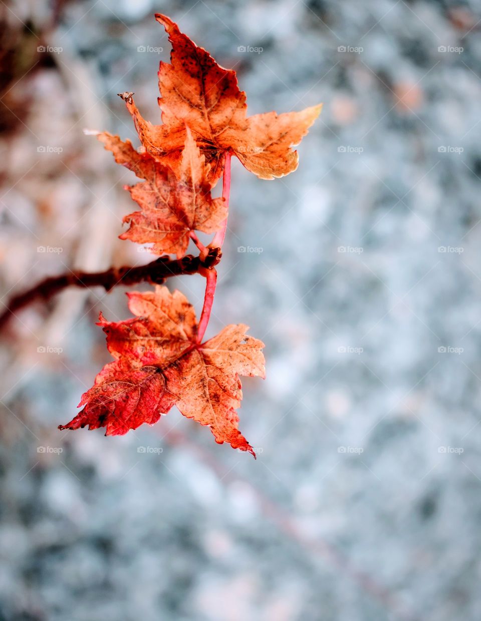 Colorful maple leaves clinging to a branch