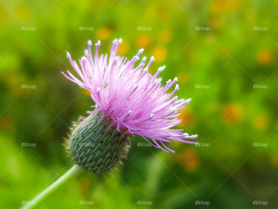 Morning sunlight illuminating  a pink thistle flower in a green field with yellow wildflowers in the background.