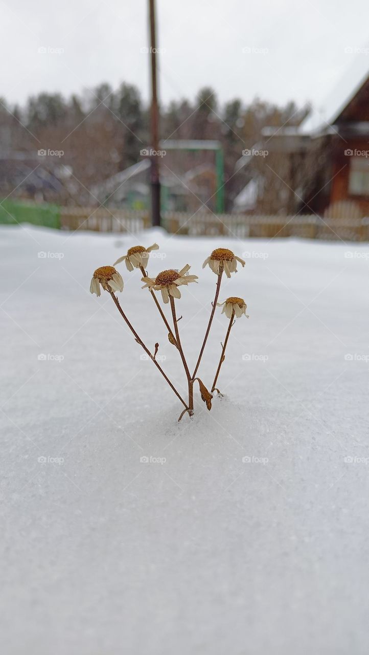 flowers in the snow, farewell to summer, daisies in the snow, frozen petals, snow glaze, cold and frost, white on white, frozen flowers covered in snow