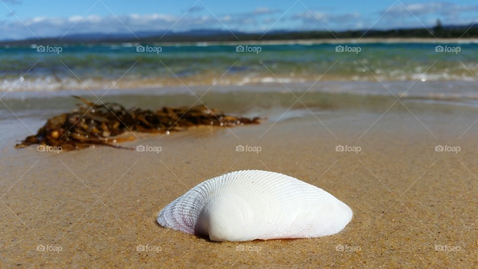 White Seashell on Beach
