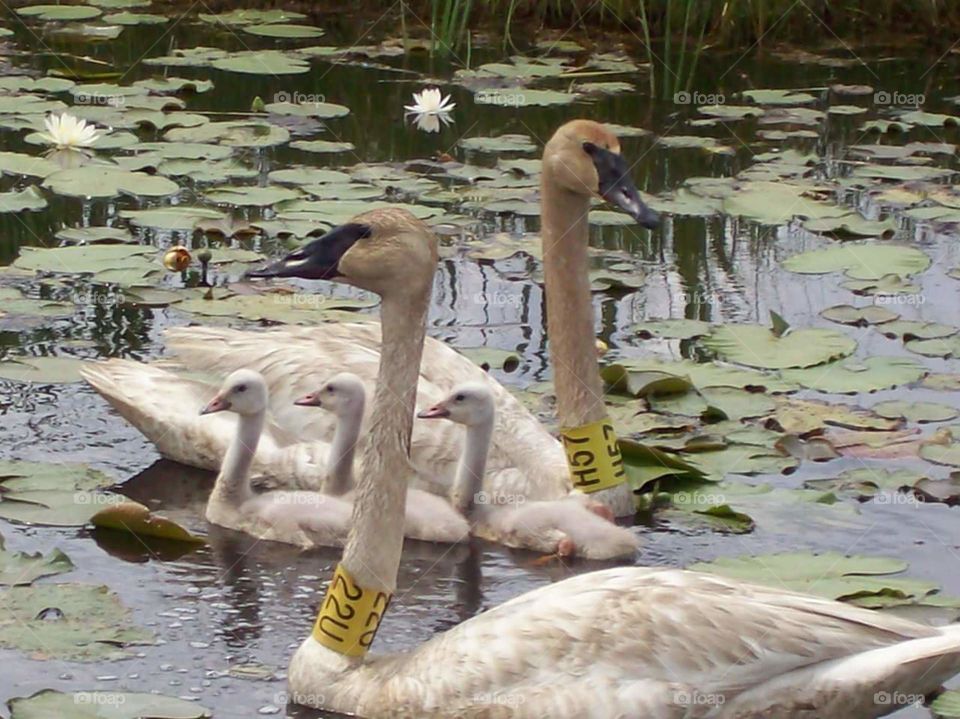 Swans with Cygnets