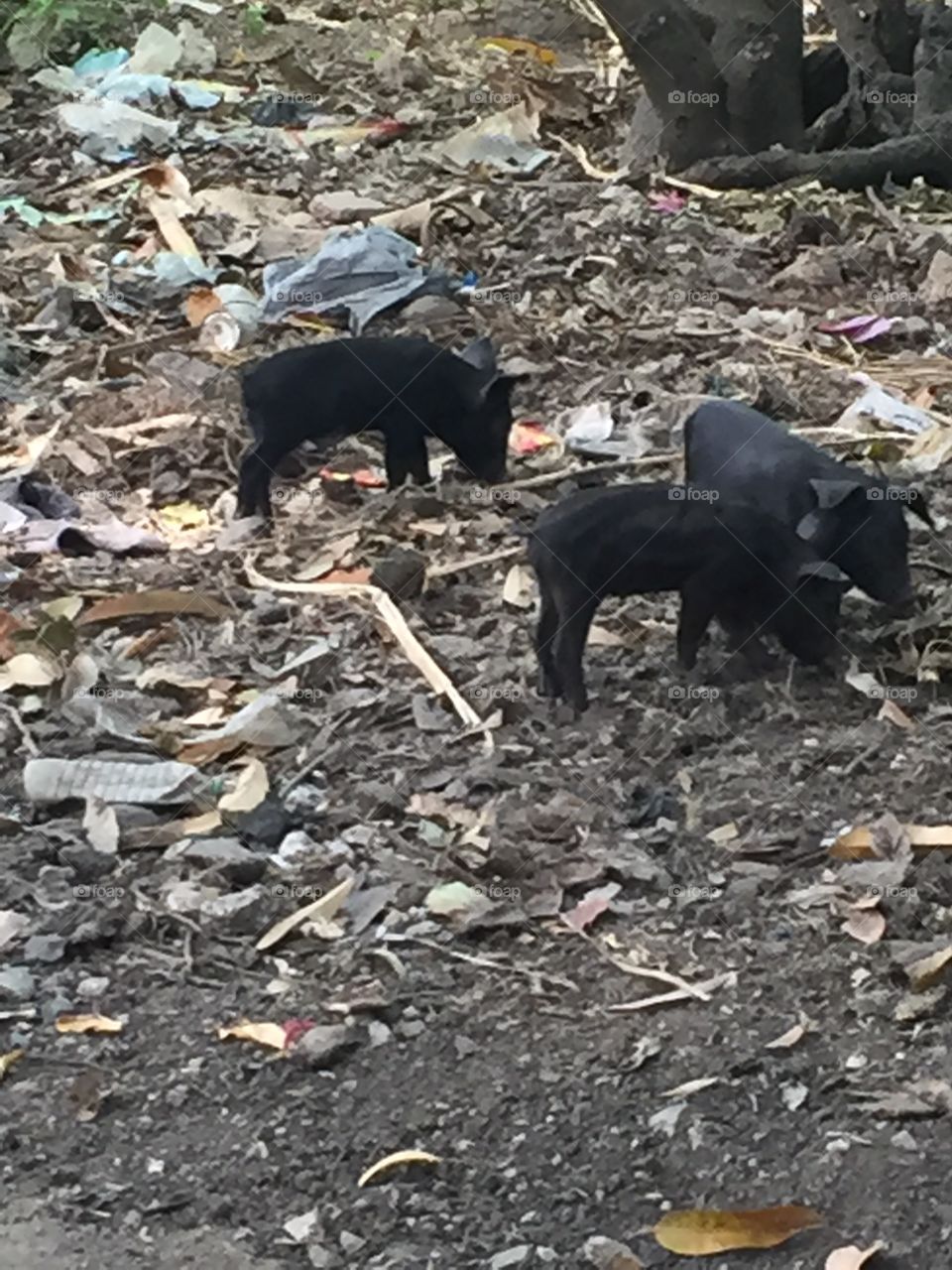 Pigs in  Haiti