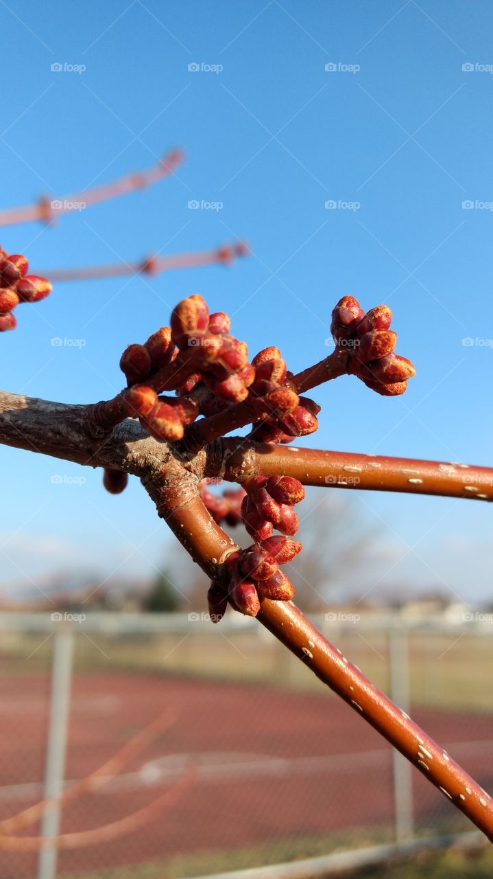 budding tree