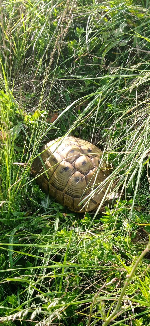 Turtle came to greet me
