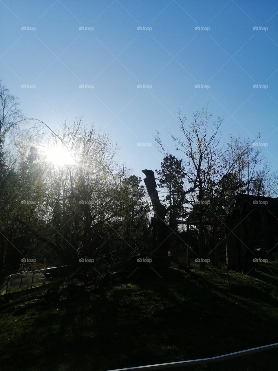 Red panda at Austria Zoo