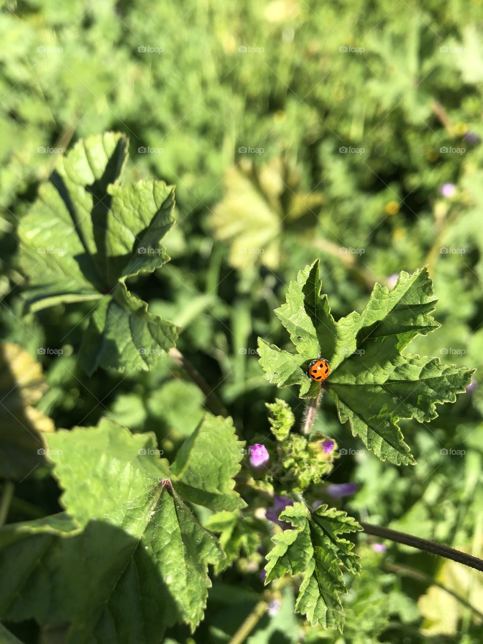 red ladybug on green plant