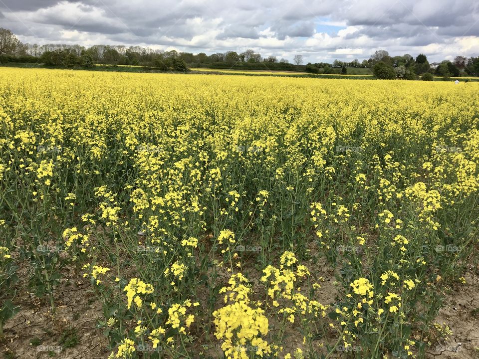 Oil seed rape field in glorious yellow flower 