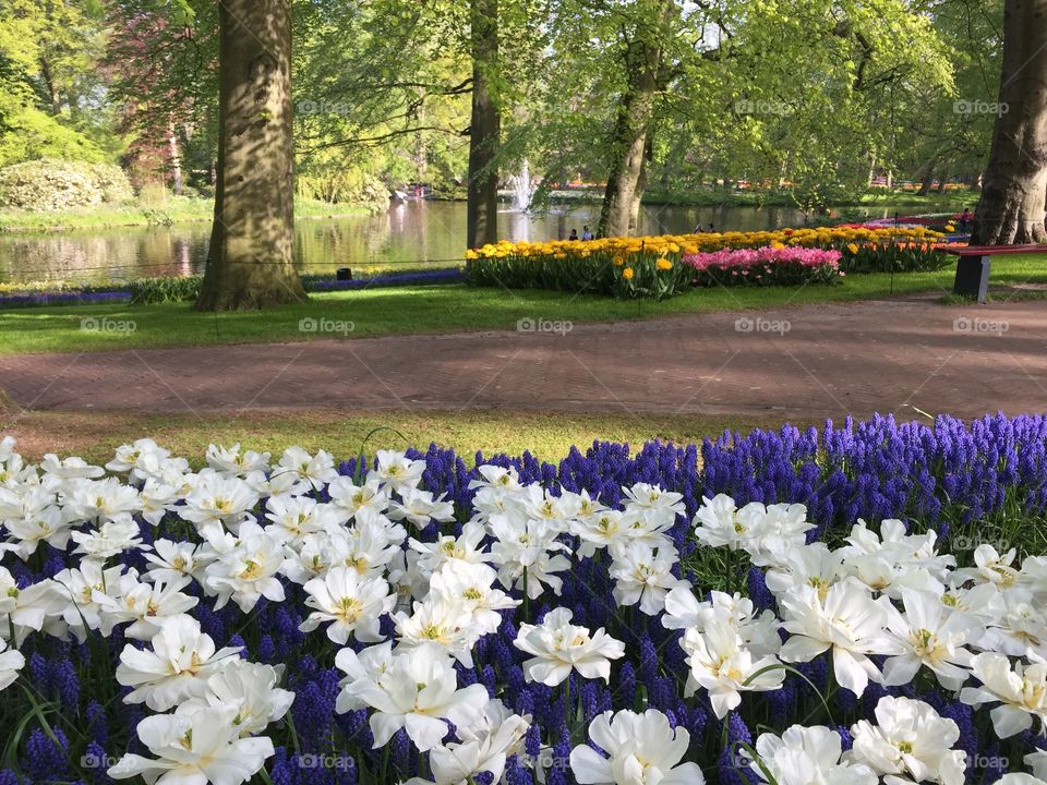 Keukenhof