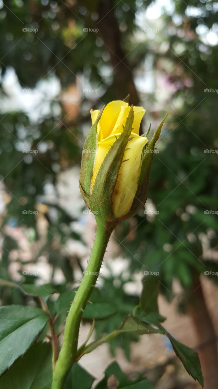#rk #floral #yellow #yellowflower #rose #flower #love #nature #bud #bright #blooming #fairweather