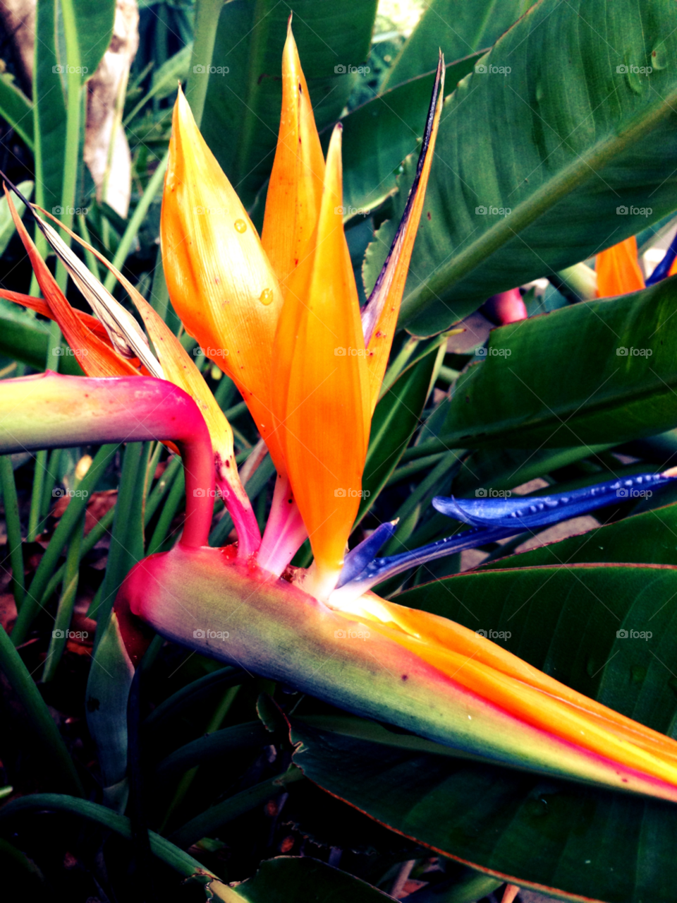 nature flower photography plant by itsAus