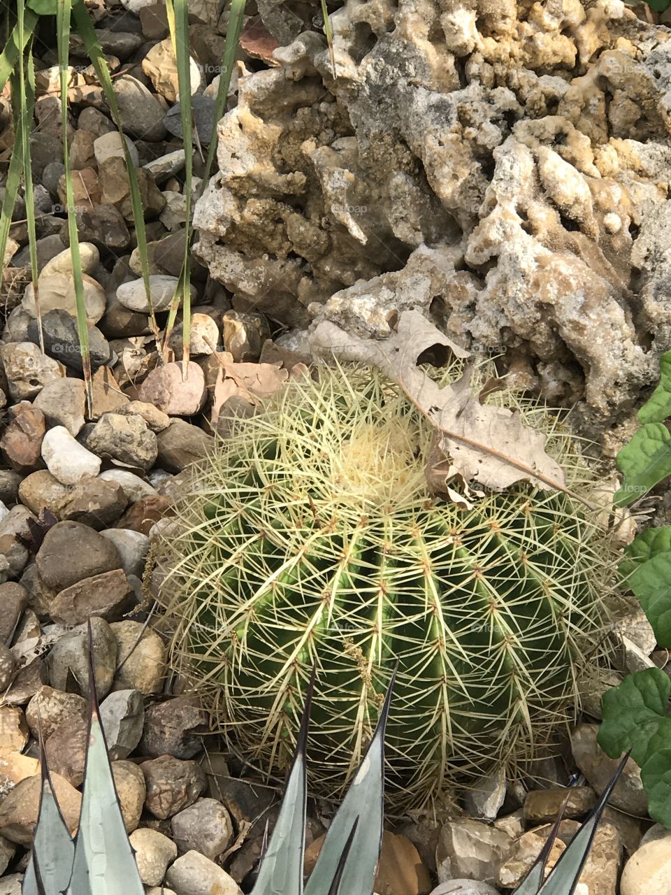 Cactus at the Alamo in Texas. 