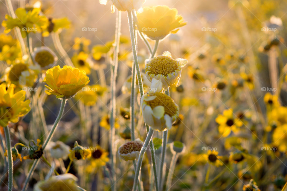 Sunlight on wildflowers 