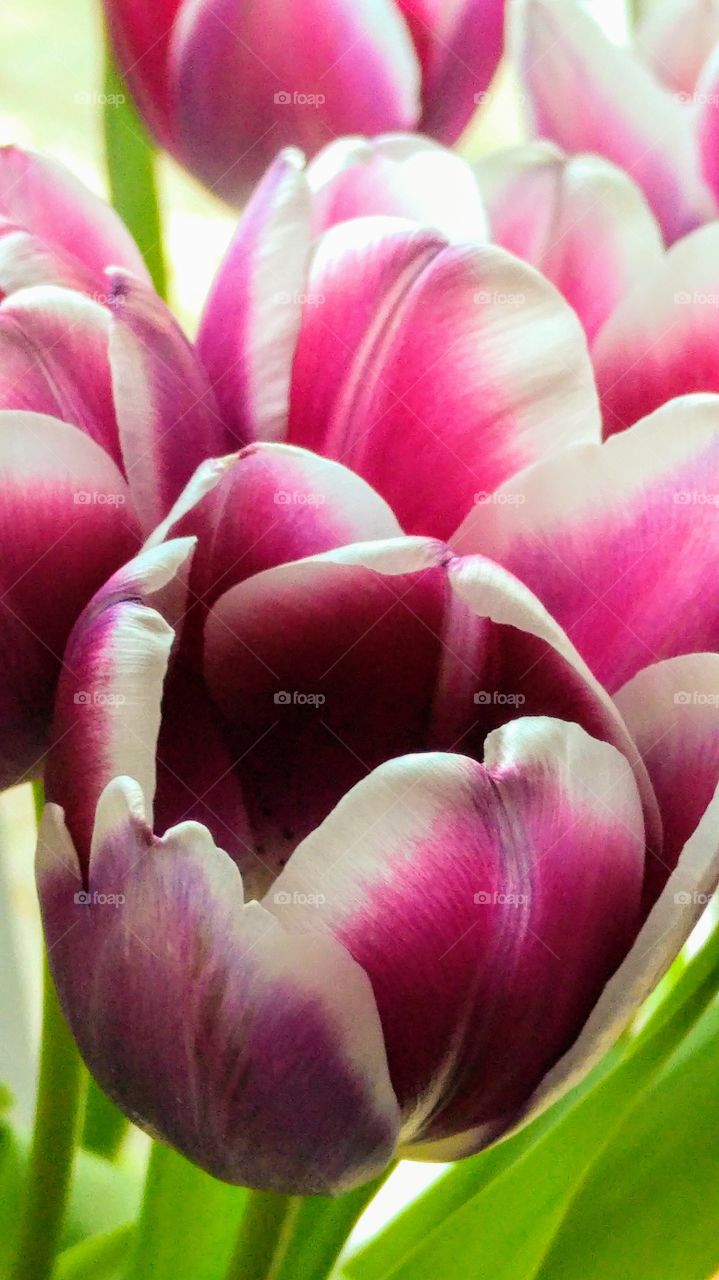 Close up of pink purple tulips