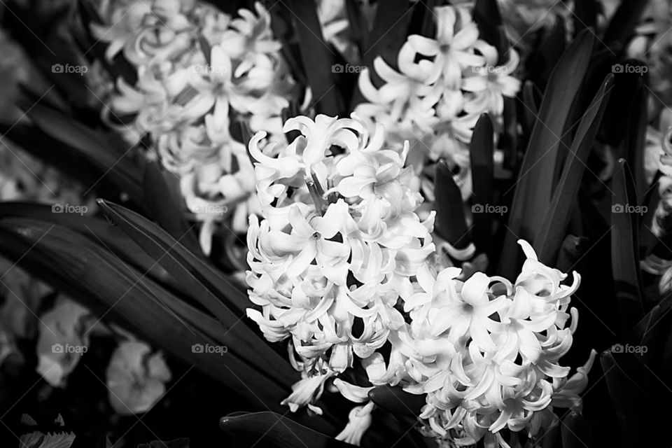 nature flower white black by jcha771331
