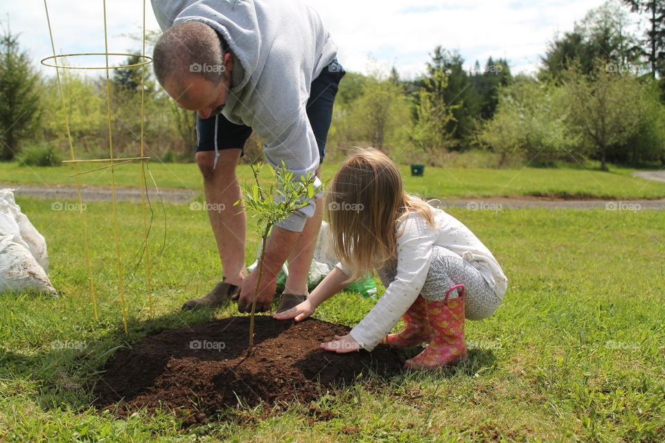 planting a tree