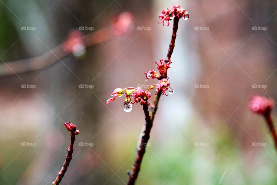 buds opening in the light snow.  waterdrops.