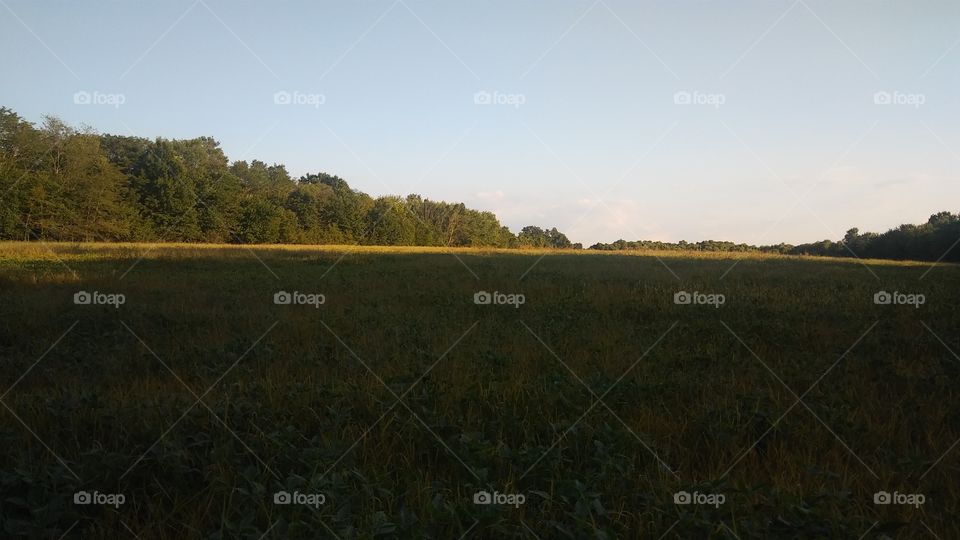 field of greenery