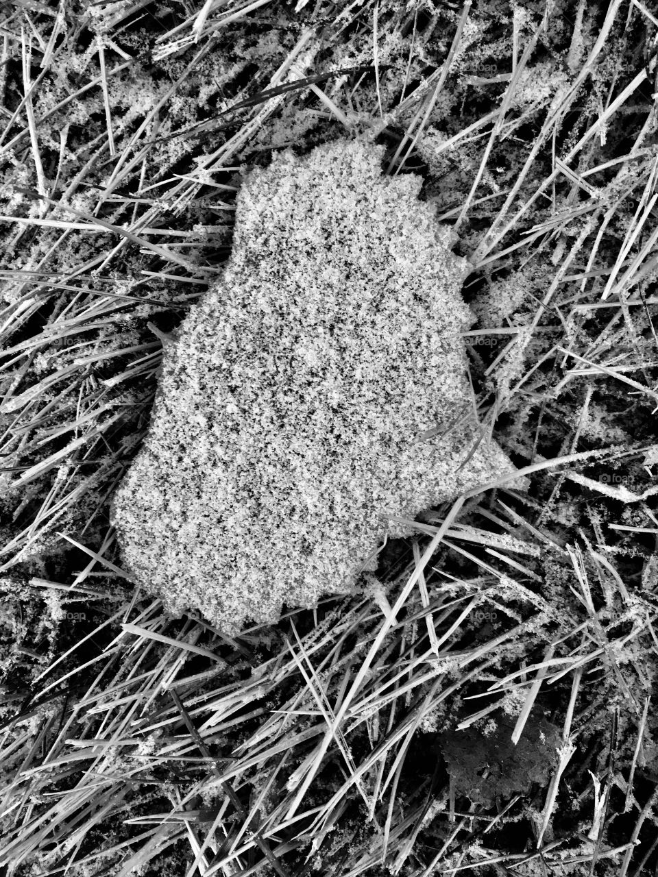 Snow on an Aspen Leaf