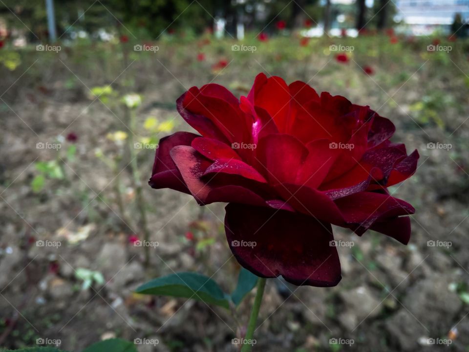 Autumn rose 
