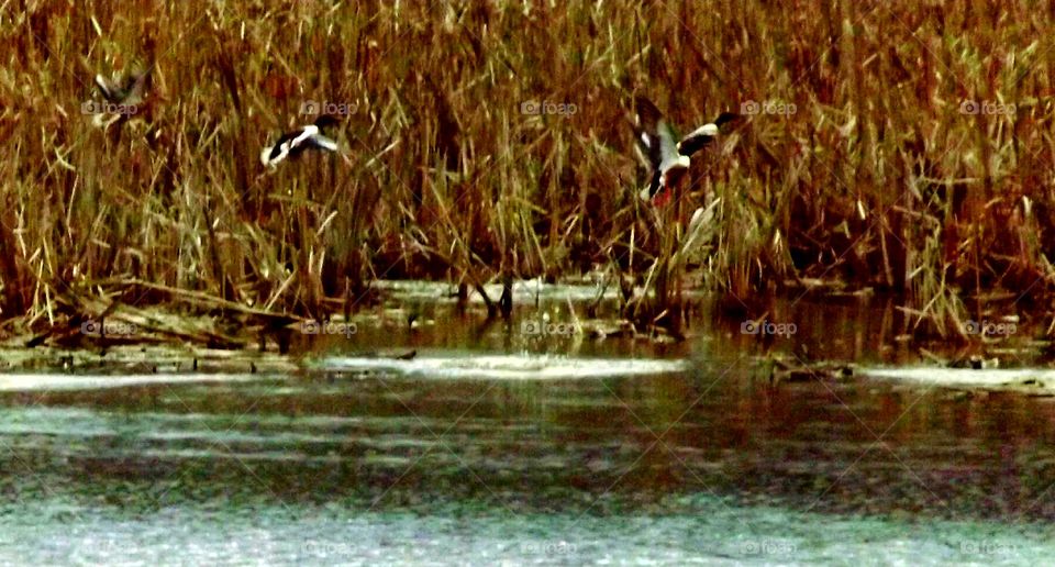 Ducks in the marsh