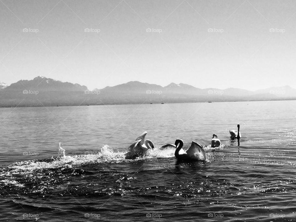 Swan fight at lake