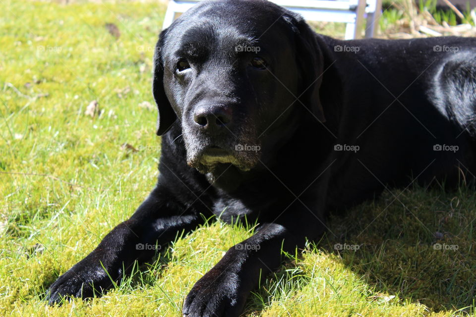 Hamlet sunbathing. My beloved dog
30/01/2004 - 30/07/2015
You will be missed forever <3