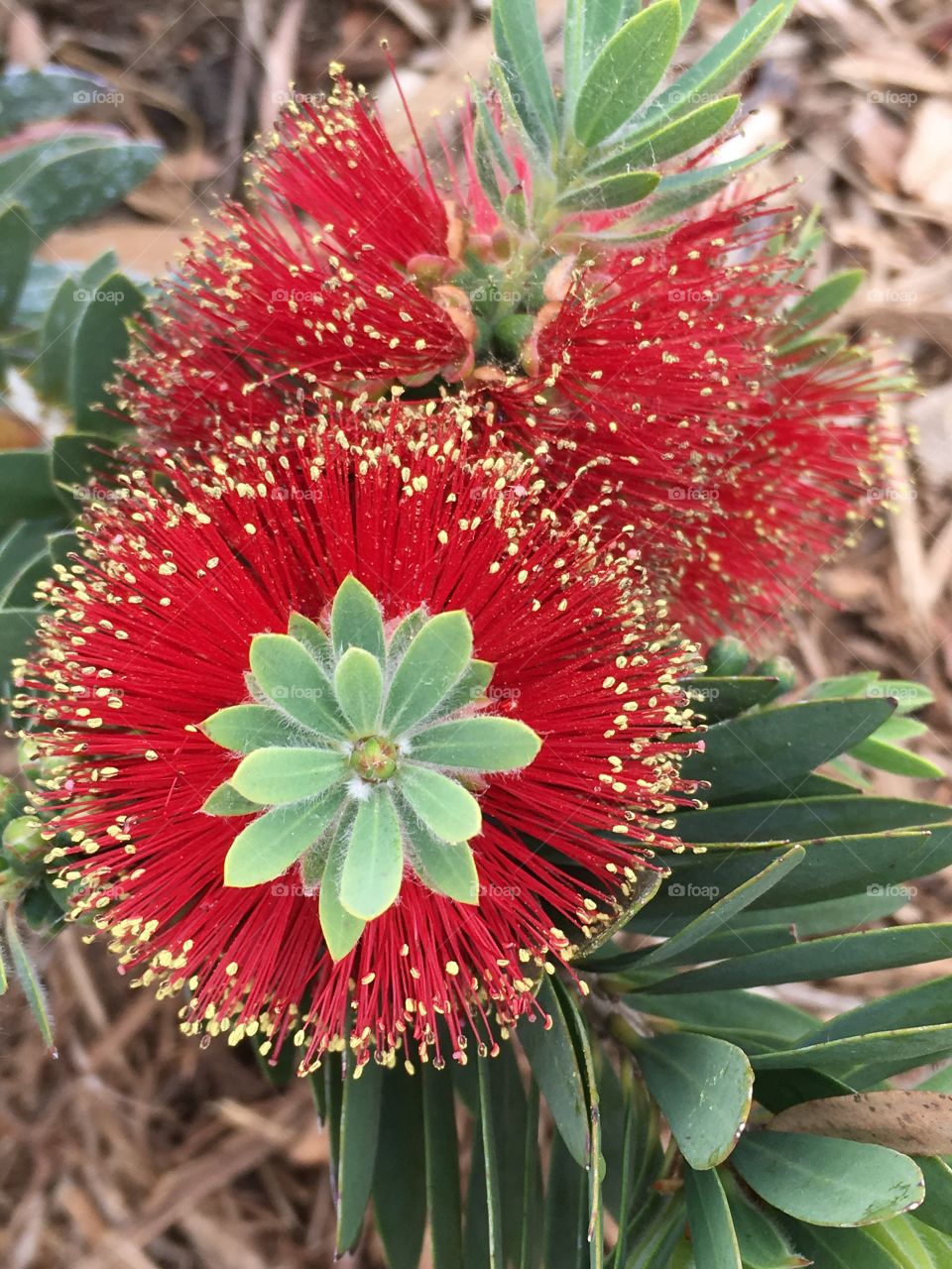 Bottle bush