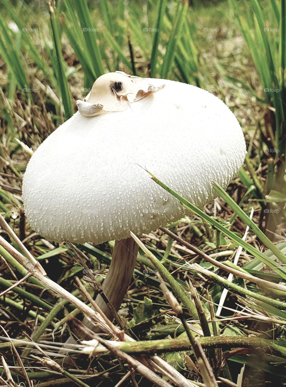 mushrooms  grass brown outdoors  summer